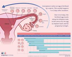 Medical illustration of the primitive heart tube folding during week 5 organogenesis