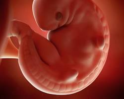 Close-up illustration of paddle-shaped limb buds on a week 6 embryo