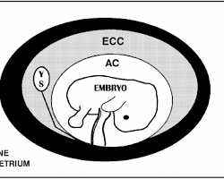 Medical illustration of a poppy-seed sized embryo attached to the yolk sac for nutrition